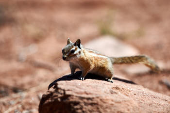 Wildlife Yellowstone<br>NIKON D4, 500 mm, 140 ISO,  1/1000 sec,  f : 5.6 